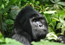 Uganda gorilla