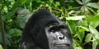 Uganda gorilla