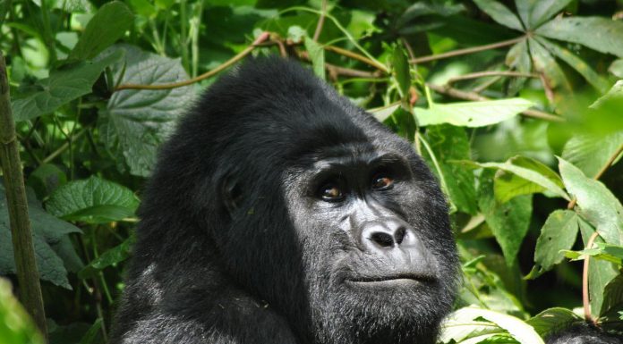 Uganda gorilla