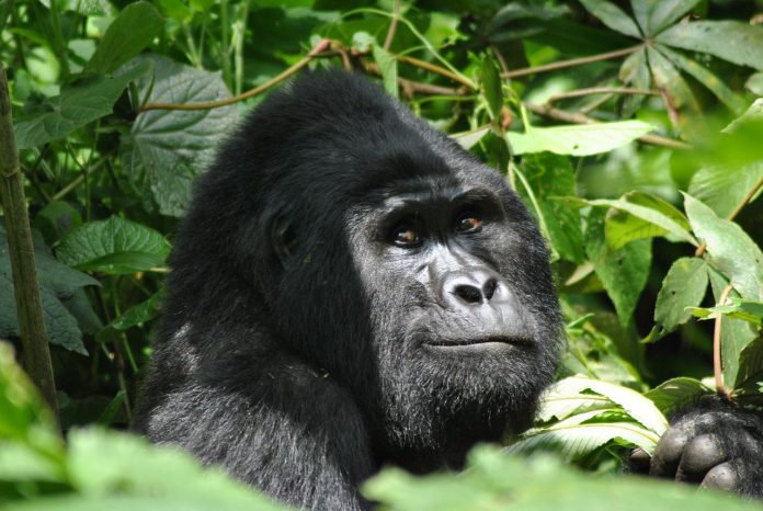 Uganda gorilla