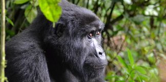 Uganda gorilla